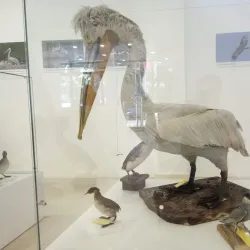 Natural History Museum of Montenegro - Podgorica