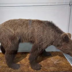 Natural History Museum of Montenegro - Podgorica