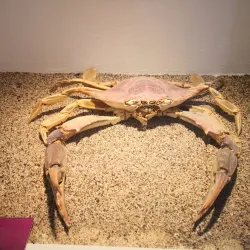 Natural History Museum of Montenegro - Podgorica