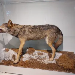 Natural History Museum of Montenegro - Podgorica