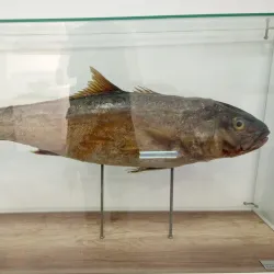 Natural History Museum of Montenegro - Podgorica