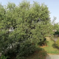 Church of St. Sava - Tivat