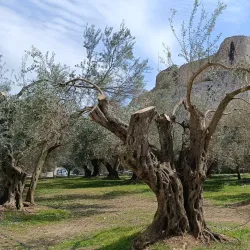 Church of St. Nicholas - Ulcinj