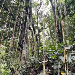 Hiking Trails around Brades - Brades