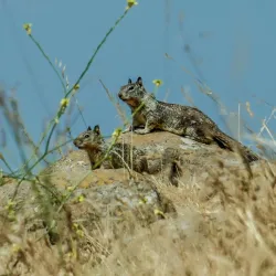 Lookout Rock - Brades