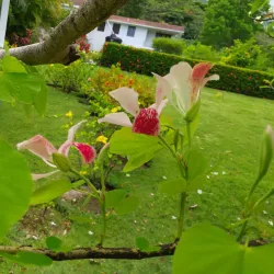 Montserrat Botanical Gardens - Brades