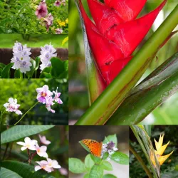 Montserrat Botanical Gardens - Brades