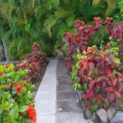 Montserrat Botanical Gardens - Brades