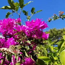 Montserrat Botanical Gardens - Brades