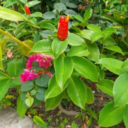 Montserrat Botanical Gardens - Brades