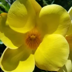 Montserrat Botanical Gardens - Brades