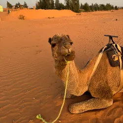 Day Trip to Fes - Ain Taoujdate