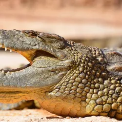 Croco Parc Agadir - Ait Melloul