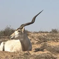 Souss-Massa National Park - Ait Melloul