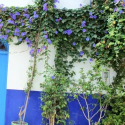 Asilah Medina - Asilah (Assilah)