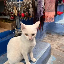 Outa el Hammam Square Cafes - Chefchaouen