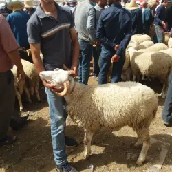 Guercif Market (Souk) - Guercif
