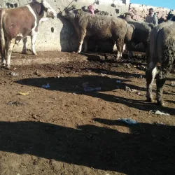 Guercif Market (Souk) - Guercif