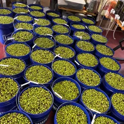 Local Olive Groves - Guercif