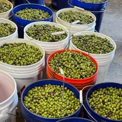 Local Olive Groves - Guercif