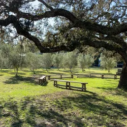 Local Olive Groves - Guercif