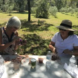 Local Olive Groves - Guercif