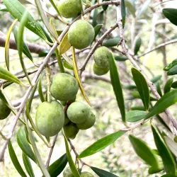 Local Olive Groves - Guercif