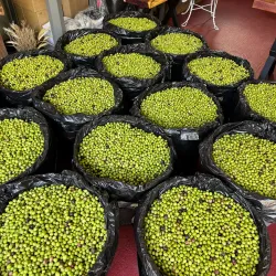 Local Olive Groves - Guercif