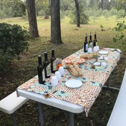 Local Olive Groves - Guercif