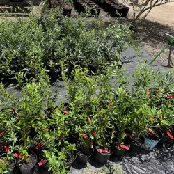 Local Olive Groves - Guercif