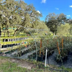 Local Olive Groves - Guercif