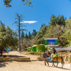 Cedre Gouraud Forest - Ifrane (Ifran)