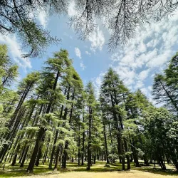 Cedre Gouraud Forest - Ifrane (Ifran)