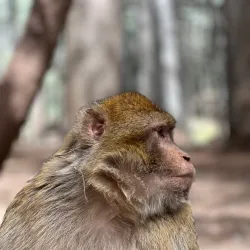 Cedre Gouraud Forest - Ifrane (Ifran)