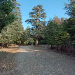 Cedre Gouraud Forest - Ifrane (Ifran)