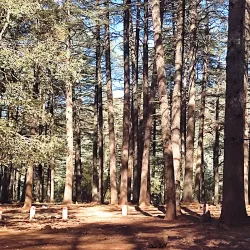 Cedre Gouraud Forest - Ifrane (Ifran)