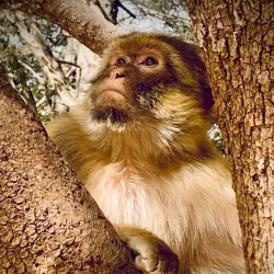 Cedre Gouraud Forest - Ifrane (Ifran)