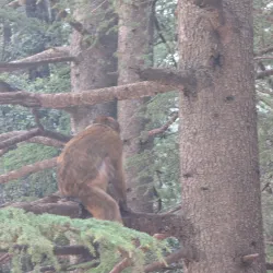 Cedre Gouraud Forest - Ifrane (Ifran)