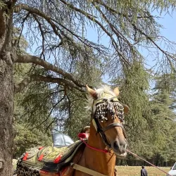 Cedre Gouraud Forest - Ifrane (Ifran)