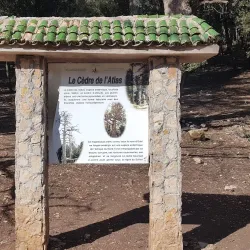 Cedre Gouraud Forest - Ifrane (Ifran)