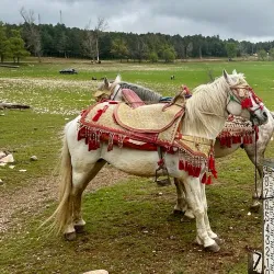 Dayet Aoua Lake - Ifrane (Ifran)