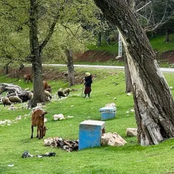 Dayet Aoua Lake - Ifrane (Ifran)