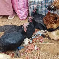 Ifrane Market (Souk) - Ifrane (Ifran)