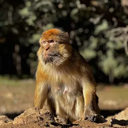 Ifrane National Park - Ifrane (Ifran)