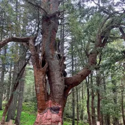Ifrane National Park - Ifrane (Ifran)