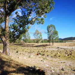 Ifrane National Park - Ifrane (Ifran)