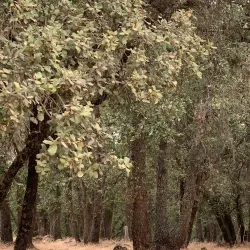 Ifrane National Park - Ifrane (Ifran)