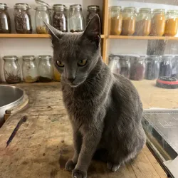 Local Artisan Workshops - Ouazzane