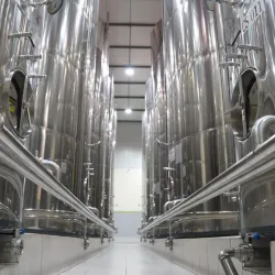 Agricultural Fields and Olive Groves - Sidi Kacem