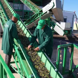 Agricultural Fields and Olive Groves - Sidi Kacem